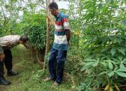 Singkong Bukan Sekadar Ubi : Bhabinkamtibmas Polsek Tarik Dorong Kemandirian Pangan Desa