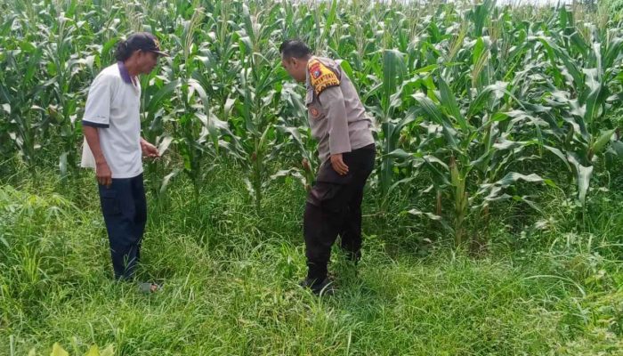 Polsek Tarik Polresta Sidoarjo Gandeng Petani Jagung, Wujudkan Desa Tangguh Pangan