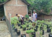 Bersama Warga, Bhabinkamtibmas Desa Sidomulyo Aipda Firnnadus Tanam Cabe demi Ketahanan Pangan Sidoarjo