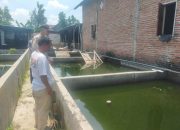 Dorong Gizi dan Ketahanan Pangan, Bhabinkamtibmas Polsek Tarik Kunjungi Peternak Ikan Nila