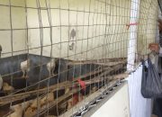 Bhayangkara Pembina Keamanan dan Ketertiban Masyarakat Desa Gelam Polsek Candi Dorong Warga Berternak Ayam untuk Ketahanan Pangan