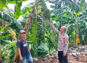 “Polisi Cinta Petani” Aipda Doni Iriano Sambangi Lahan Tanaman Pisang