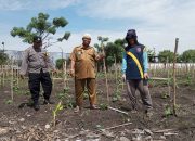 Dukung Ketahanan Nasional, Polisi Cinta Petani Polsek Gedangan Dampingi Petani Melon