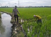 Sinergi Bhabinkamtibmas dan Petani, Aipda Hartono Wujudkan Program Asta Cita Presiden Prabowo di Lahan Padi Prasung