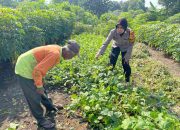 Brigadir Dwi Retno Bantu Petani Rawat tanaman kacang tanah Wujudkan Ketahanan Pangan dan Swasembada