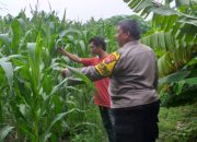 Kunjungi Lahan Jagung Warga Wujudkan Dukungan Polsek Sedati Polresta Sidoarjo terhadap Program Asta Cita Presiden Prabowo