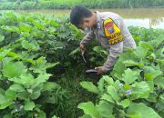 Bhabinkamtibmas Polsek Tarik Sambangi Petani Terong, Jalin Kemitraan Dukung Ketahanan Pangan
