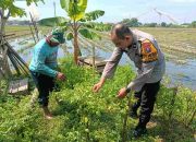 Bhabinkamtibmas Aipda Adi Maret Dampingi Petani Cabai di Sidokepung, Wujudkan Swasembada Pangan dan Ketahanan Nasional