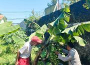 Kunjungi Lahan Tanaman Pisang Polsek Sedati Dukung Ketahanan Pangan Polresta Sidoarjo