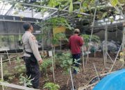 Polsek Sedati Dukung Petani Labu melalui Program Pendampingan Aktif