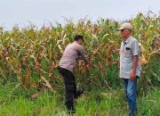 Jelang Panen, Bhabinkamtibmas Polsek Tarik Gencar Sambangi Petani Jagung