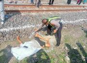 Diduga Sengaja Terobos Palang Pintu Perlintasan KA Warga Bangkalan Tewas Tertabrak KA
