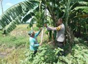 Dari Ladang Pisang Sawohan, Aiptu Yuli Buktikan Polisi Hadir untuk Petani dan Ketahanan Nasional