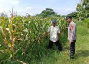 Intens Sambang Petani Jagung, Bhabinkamtibmas Polsek Tarik Sampaikan Himbauan Terkait Cuaca Kemarau Basah