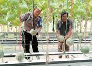 Bhabinkamtibmas Polsek Tarik Kunjungi Kebun Melon Hidroponik yang Mulai Berbuah