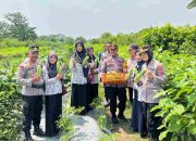 Kapolsek Taman Panen Raya Sayur Timun Bersama PKK Sambibulu dukung Ketahanan Pangan