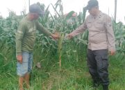 Bhabinkamtibmas Polsek Tarik Polresta Sidoarjo Tinjau Pertembuhan Tanaman Jagung di Wilayah Binaan