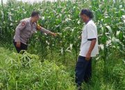 Polsek Tarik Polresta Sidoarjo Gandeng Petani Jagung, Wujudkan Desa Tangguh Pangan