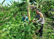 Bhabinkamtibmas Aipda Adi Wujudkan Ketahanan Nasional Dari Lahan Terong Di Desa Sidokepung