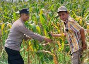 Polisi Cinta Petani Bhabinkamtibmas Sambangi Petani Jagung, Dorong Semangat Wujudkan Ketahanan Pangan