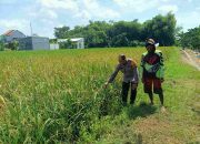 Bhabinkamtibmas Aipda Adi Dampingi Petani Rawat Padi, Wujud Nyata Dukung Ketahanan Pangan di Desa Sidokepung