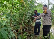 Singkong Bukan Sekadar Ubi : Bhabinkamtibmas Polsek Tarik Dorong Kemandirian Pangan Desa