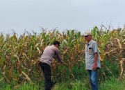 Jelang Panen, Bhabinkamtibmas Polsek Tarik Gencar Sambangi Petani Jagung
