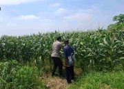 Cek Pertumbuhan Jagung, Bhabinkamtibmas Polsek Tarik Polresta Sidoarjo Turun ke Ladang