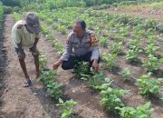 Ipda Marsuhud Cek Tanaman Kacang Hijau Dukung Ketahanan Pangan Nasional