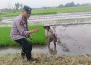 Polisi Cinta Petani: Bhabinkamtibmas Beringin Bendo Taman Sambangi Lahan Pertanian, Dukung Ketahanan Pangan Nasional