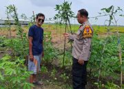 Polisi Cinta Petani Aipda Ramli Anggiat Sambangi Lahan Tanaman Singkong dan Kacang Panjang Dukung Ketahanan Pangan Nasional