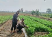 Bhabinkamtibmas Polsek Tarik Sambang ke Petani Kangkung di Desa Kedungbocok dalam Rangka Mendukung Program Asta Cita Presiden RI