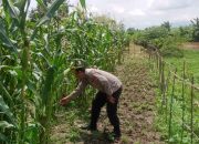 Pantau Pertumbuhan Jagung, Bhabinkamtibmas Polsek Tarik Polresta Sidoarjo Sambang Petani