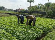 Bhabinkamtibmas Polsek Buduran Bersama Petani Tanam Bayam Untuk Sukseskan Ketahanan Pangan Nasional