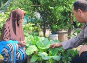 Dukung Ketahanan Nasional Aiptu Sulaiman Ajak Warga Desa Buncitan Kembangkan Tanaman Pokcoy