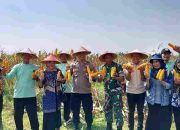Jagung Berkualitas, Panen Berlimpah! Panen Raya Tahap 2 Program Ketahanan Pangan Polsek Tarik Berbuah Manis