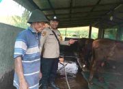 Dukung Program Asta cita, Bhabinkamtibmas Polsek Taman Pantau Peternakan Sapi Warga di Kelurahan Wonocolo