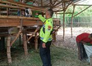 Wujudkan Ketahanan Nasional, Bhabinkamtibmas Desa Semambung Kunjungi Peternakan Kambing Dukung Swasembada Pangan