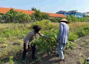 Kapolsek Sedati Dukung Ketahanan Pangan Turun ke Kebun Bersama Petani Terong