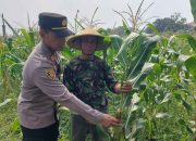 Kapolsek Taman AKP Inggit Prassetyanto Tunjukkan Cinta Petani, Dukung Program Asta Cita Presiden Prabowo Kunjungi Lahan Jagung Warga