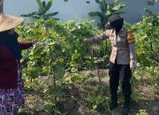 Brigadir Dwi Retno Dampingi Petani Labu Siam di Desa Pulungan Wujud Nyata Polisi Cinta Petani Demi Swasembada Pangan