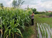 Dukung Ketahanan Pangan, Bhabinkamtibmas Polsek Tarik Polresta Sidoarjo Turun ke Kebun Bersama Petani Jagung