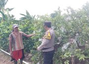 Sambangi Perkebunan Jambu Warga, Bhabinkamtibmas Polsek Taman Dukung Program Asta Cita Presiden Prabowo