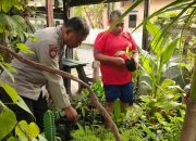 Dukung Ketahanan Pangan Bripka Achmad Hariyadi Turun ke Kebun Bersama Petani Cabai