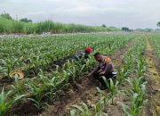 Dekat dengan Petani, Bhabinkamtibmas Polsek Tarik Awasi Pertumbuhan Jagung Demi Ketahanan Pangan Tangguh
