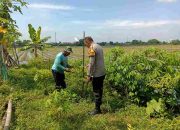 Panen Cabai Bersama Petani, Bhabinkamtibmas Aipda Adi, Wujudkan Ketahanan Nasional di Desa Sidokepung