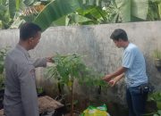 Sambangi Kebun Terong Milik Warga Aipda Masruri Dukung Program Asta Cita Presiden Prabowo