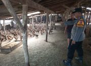 Wujudkan Ketahanan Nasional, Polisi Cinta Petani Polsek Gedangan Kunjungi Peternakan Bebek di Kragan