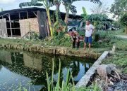 Dukung Ketahanan Pangan, Bhabinkamtibmas Polsek Buduran Sambangi Peternak Lele di Desa Banjarsari