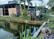 Dukung Ketahanan Pangan, Bhabinkamtibmas Polsek Buduran Sambangi Peternak Lele di Desa Banjarsari